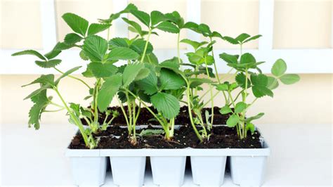 schéma: rôzne typy jahôd podľa rastu a plodnosti