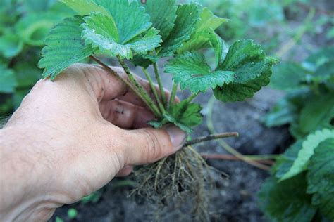 vizualizácia: jahody s náznakmi plesne