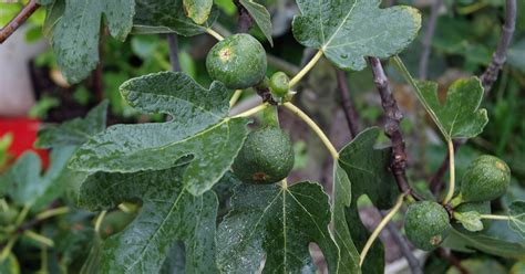 Schéma ideálneho rezu figovníka: znázornenie kostrových konárov a odstraňovanie zahusťujúcich výhonkov