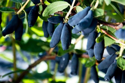 Schéma kríženia odrody Galahad (Talisman x Vostorg) x Vostorg muskatnyj