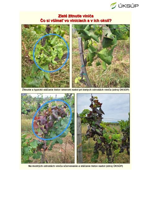 Inštruktážna schéma hĺbkovej výsadby viniča s drenážnou trubicou