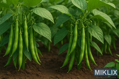 Ilustračný obrázok fazule v kvetináči s kvitnúcimi rastlinami