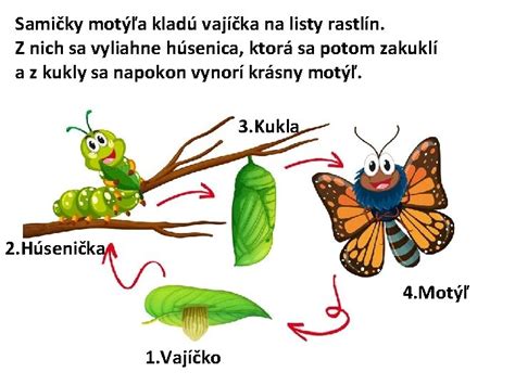 Schéma životného cyklu vijačky krušpánovej s fázami vajíčka, húsenice, kukly a dospelého motýľa