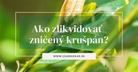 Fotografia krušpánu poškodeného vijačkou, viditeľné pavučiny a okusané listy