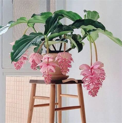 Tematické foto: Bohato kvitnúce izbové rastliny v interiéri