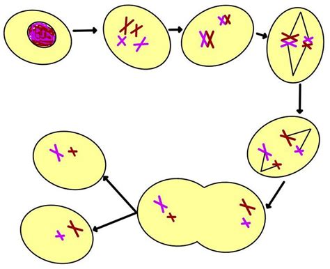Ilustrácia znázorňujúca proces meiózy a tvorby haploidných gamét