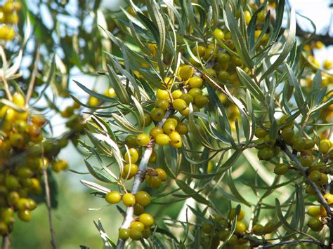 Infografika zobrazujúca štruktúru konopnej rastliny s označením samčích a samičích častí.