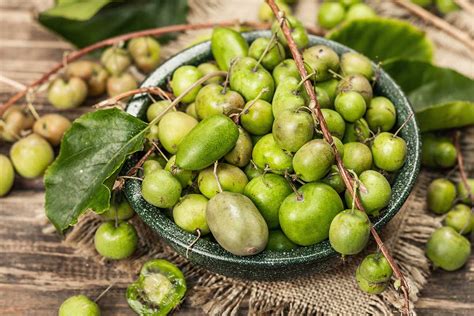Zrelé plody aktinídie (kiwi) na tienistom popínavom dreve