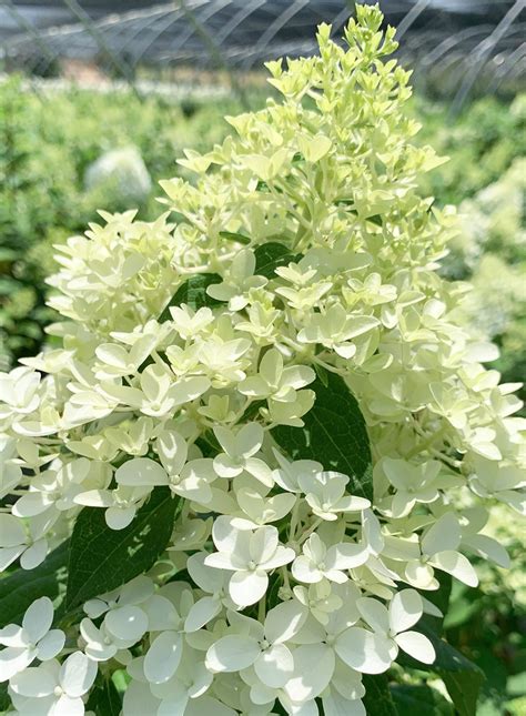 Detail kvetu hortenzie 'Limelight' meniací farbu