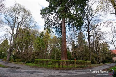 Ilustračná fotografia rôznych druhov borievok v záhrade