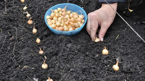 Náčinie na sadenie cibuľovín a správna orientácia cibule