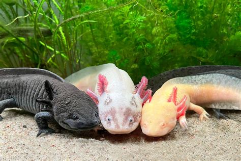 Detail vajíčok axolotla prilepených na vodnej rastline.