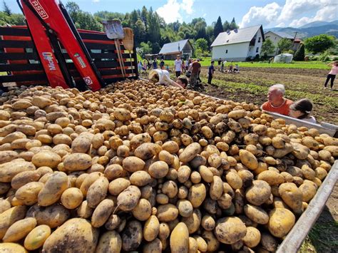 Ilustrácia správneho zberu zemiakov