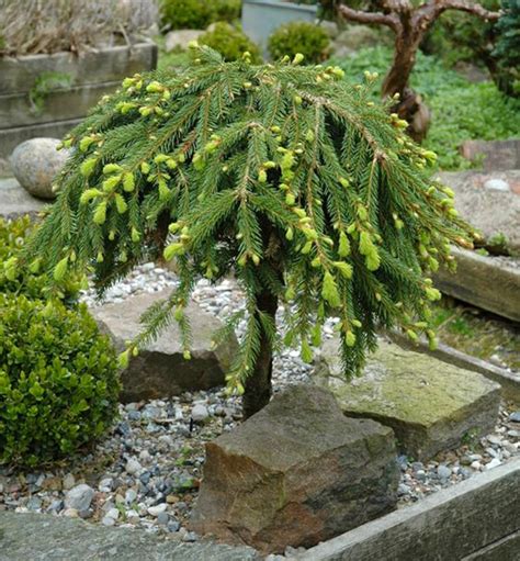 Ukážka okrasnej vŕby na kmínku