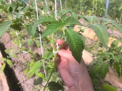 obrázok znázorňujúci správnu techniku zalievania paradajok ku koreňom