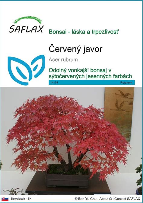 Javor s jesenným sfarbením listov