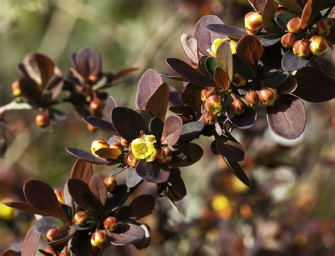 Schéma kríka Berberis thunbergii s popisom listov, tŕňov a plodov