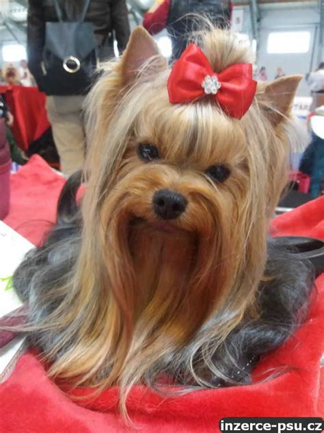 Ilustračné foto Yorkshirského teriéra s upravenou srsťou