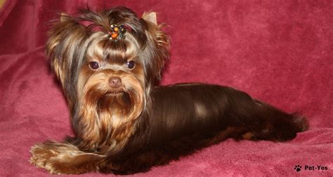 Ilustrácia strihania Yorkshirského teriéra strojčekom