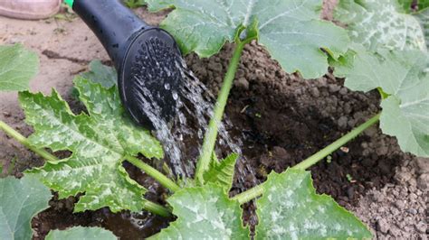 Infografika správneho zalievania tekvice (voda ku koreňom verzus vlhkosť listov)