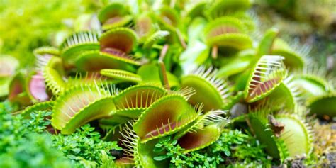 Infografika zloženia substrátu pre mäsožravé rastliny v pomeroch