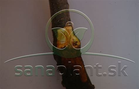 Detail inštalácie lepového pásu na kmeni jablone