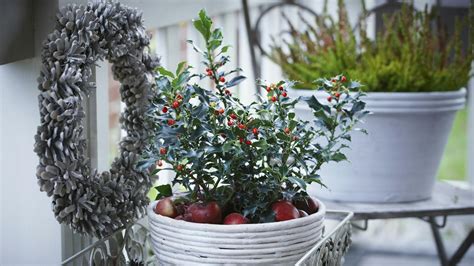 Zimná dekorácia v kvetináči s vetvičkami tuje, šiškami a vianočnými ozdobami