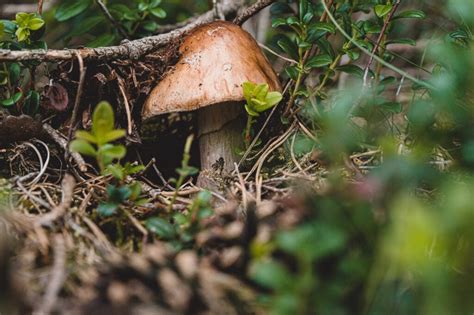 Snímka: Detailné foto čiernych plodničiek huby na konárikoch tuje