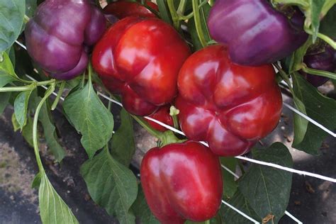 Snímka zrelej červenej papriky typu kápie na kríčku v záhrade