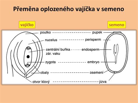 Schéma porovnania stavby semena nahosemenných (nahé vajíčko na šupine) a krytosemenných rastlín (vajíčko v semenníku).