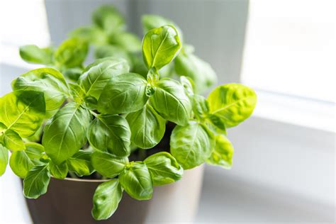 Schéma umiestnenia bazalky na okennom parapete s dostatkom svetla