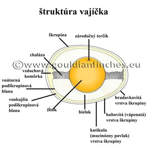 Schématické znázornenie štruktúry vajíčka a procesov vývinu zárodku