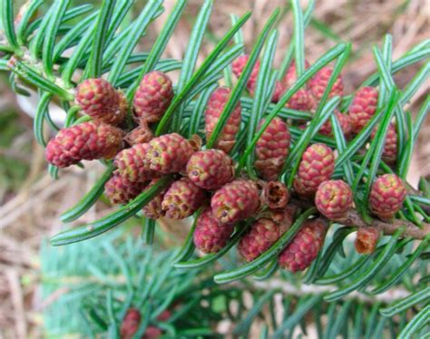 Infografika porovnávajúca koreňový systém jedle a buka v lesnom ekosystéme.