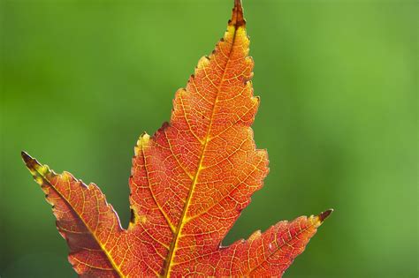 ilustrácia javora ohnivého s detailom listov a plodov