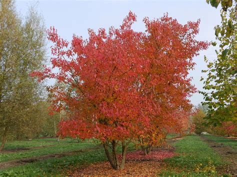 fotografia javora ohnivého ako solitéru v záhrade