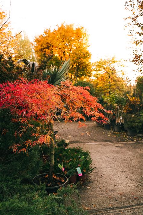 fotografia javora ohnivého pestovaného v nádobe na terase