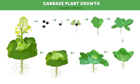 Schéma rastového cyklu kapusty: od výsevu priesad po tvorbu hlávky a zber