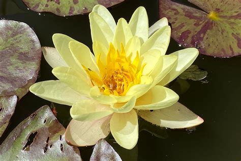 Detail kvetu lekna Nymphaea 'Marliacea Chromatella' so sýtožltými lupienkami a tmavozelenými listami.