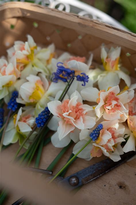 Koláž rôznych druhov narcisov s označením ich skupín