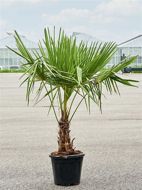 Fotografia dospelého jedinca Trachycarpus fortunei v záhradnom prostredí
