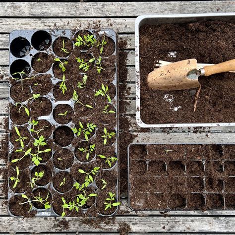 Fotografia klíčiacich semien papriky v sadbovači na okennom parapete