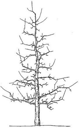 Schéma štíhleho vretena ovocného stromu pre optimálne pestovanie