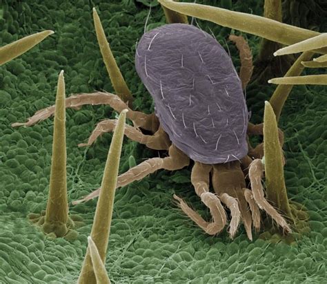 Dravý roztoč Typhlodromus pyri v plstenom páse