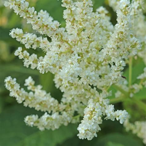 mohutný trs Koenigia × fennica s bielymi kvetmi