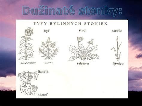 Schéma rastliny ľanu siateho s označenými časťami (stonka, listy, kvety, tobolky so semenami)