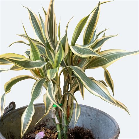 Ilustrácia interiérového bambusu (Dracaena sanderiana) v rôznych aranžmánoch