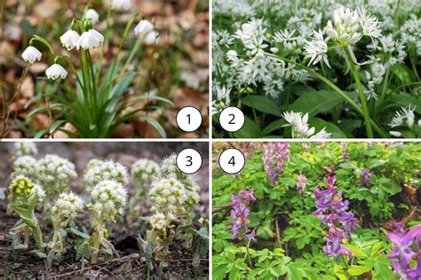 ilustrácia výberu a manipulácie s cibuľkami ľalií