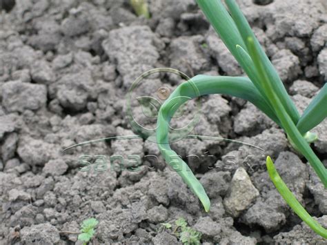 Poškodenie cibule háďatkom zhubným