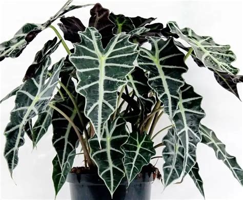 Ilustrácia listov Alocasia amazonica s výraznými bielymi žilkami.