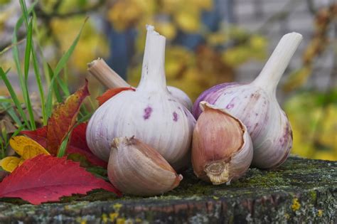 ilustračná fotografia odstraňovania kvetného stvolu z paličiaka cesnaku